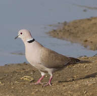 Image of Streptopelia Bonaparte 1855