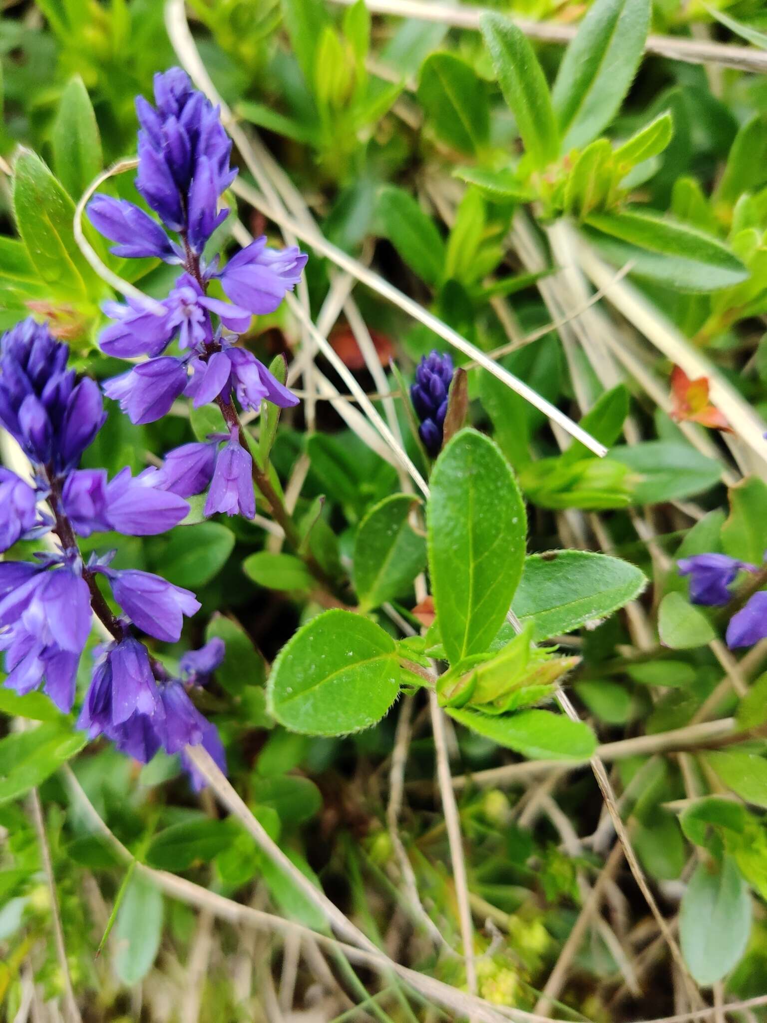 Image de Polygala alpestris Rchb.