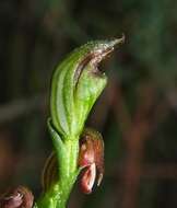 Pterostylis clivosa的圖片