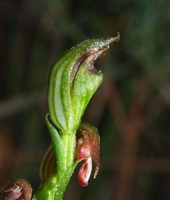 Image of Pterostylis clivosa