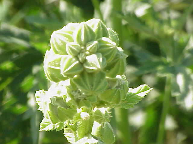 Image of hollyhock