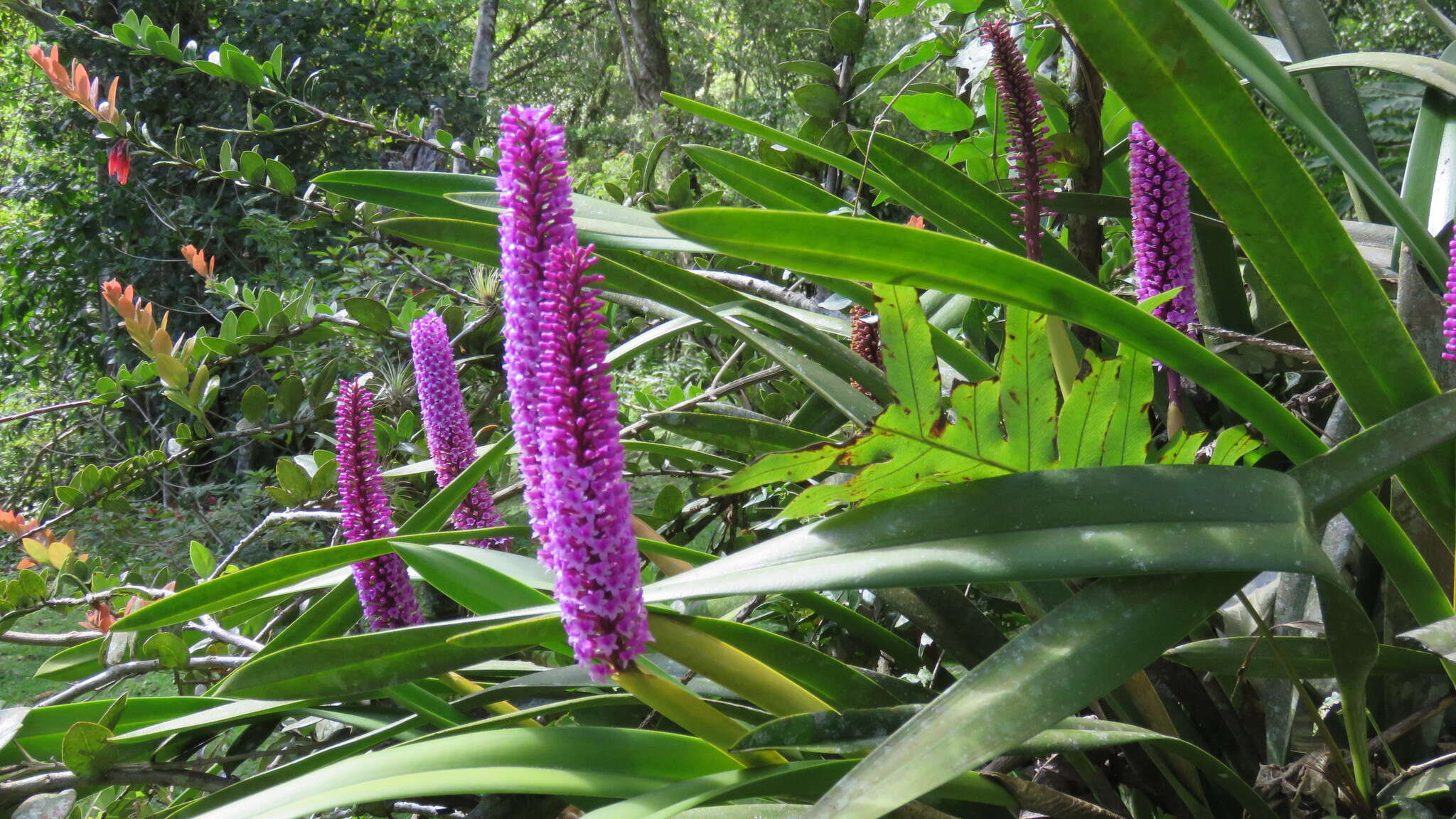 Imagem de Arpophyllum giganteum Hartw. ex Lindl.