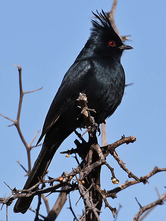 Image of Phainopepla Baird & SF 1858