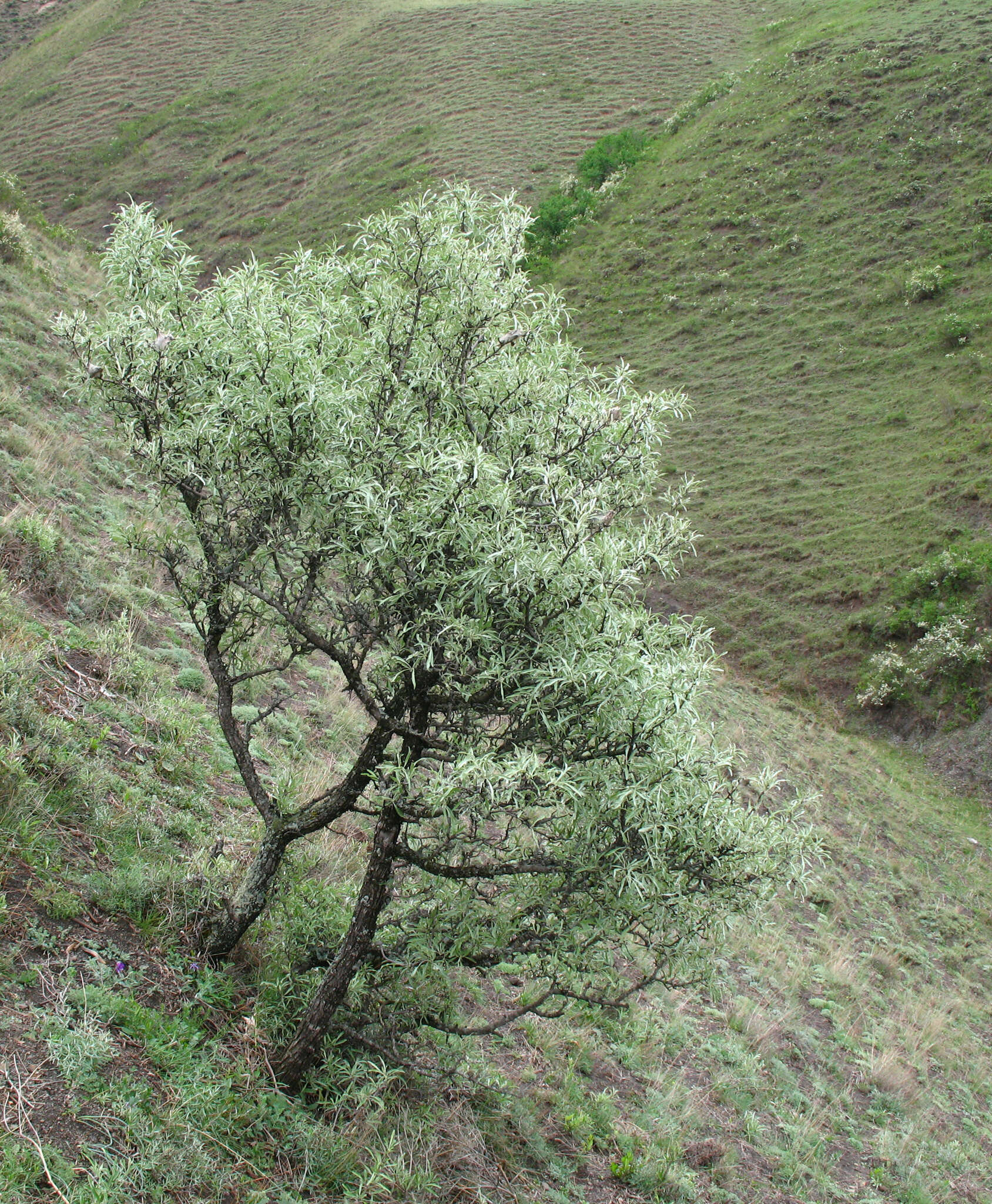 Image of Pyrus salicifolia Pall.