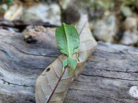 Image of Cryptophyllium tibetense (Liu 1993)