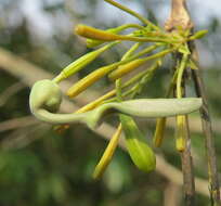 Image de Aristolochia indica L.