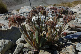 Image de Myosotis traversii var. cantabrica L. B. Moore