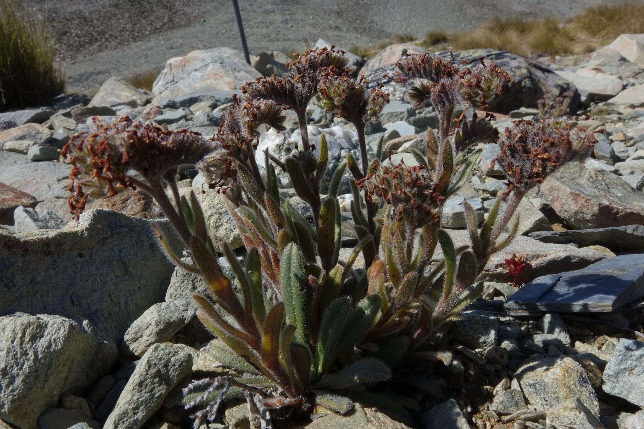 Imagem de Myosotis traversii var. cantabrica L. B. Moore