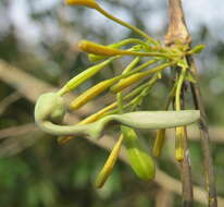 Image de Aristolochia indica L.