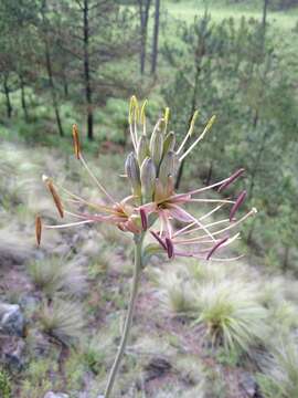 Image of Agave debilis A. Berger