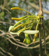 Image de Aristolochia indica L.