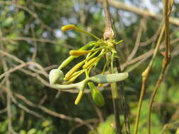 Image de Aristolochia indica L.