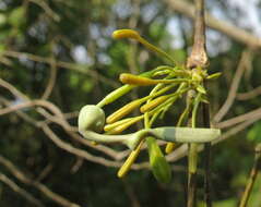 Image de Aristolochia indica L.