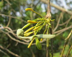 Image of Aristolochia indica L.