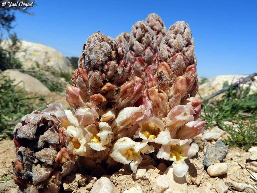 Image of Cistanche fissa (C. A. Mey.) G. Beck