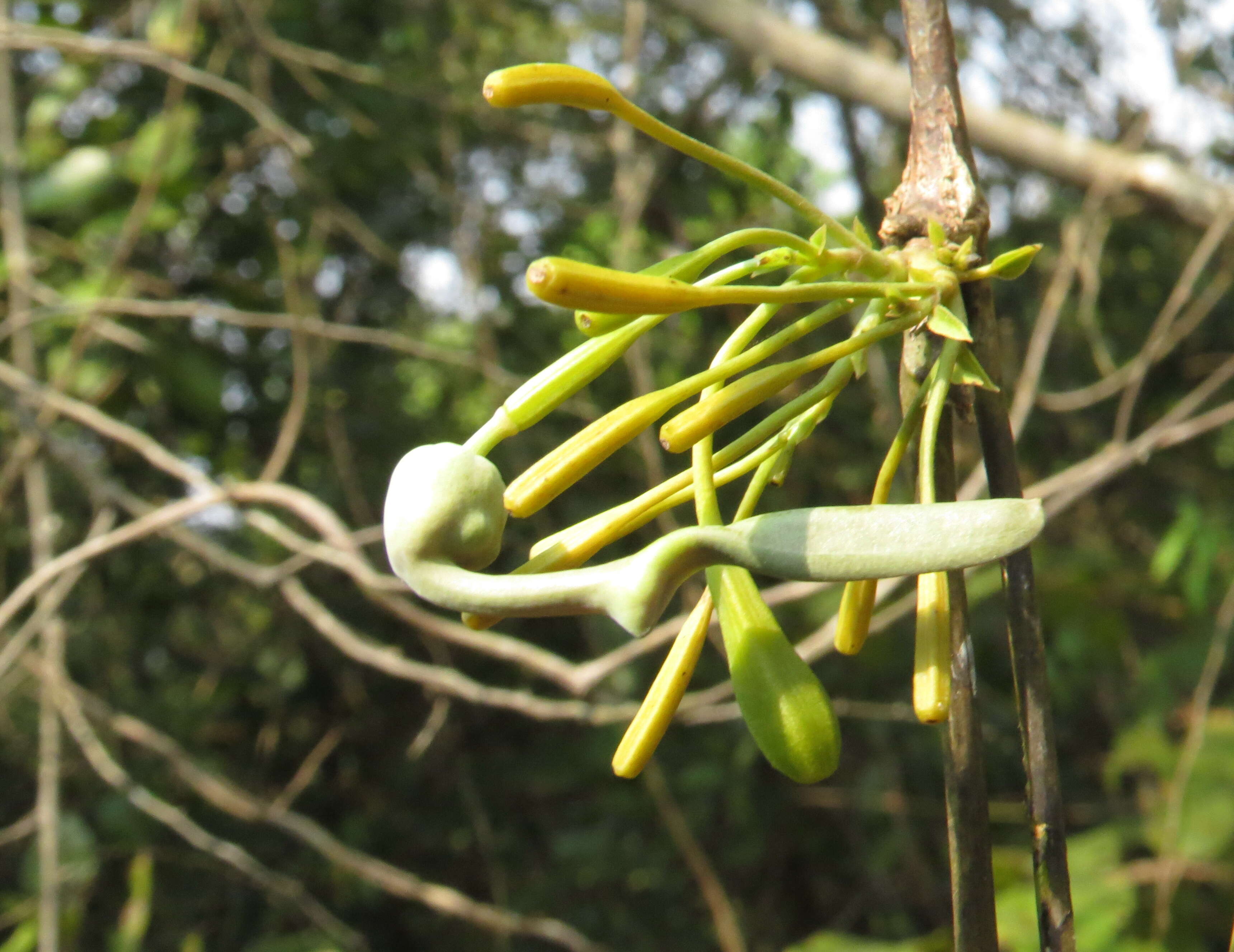 Image de Aristolochia indica L.