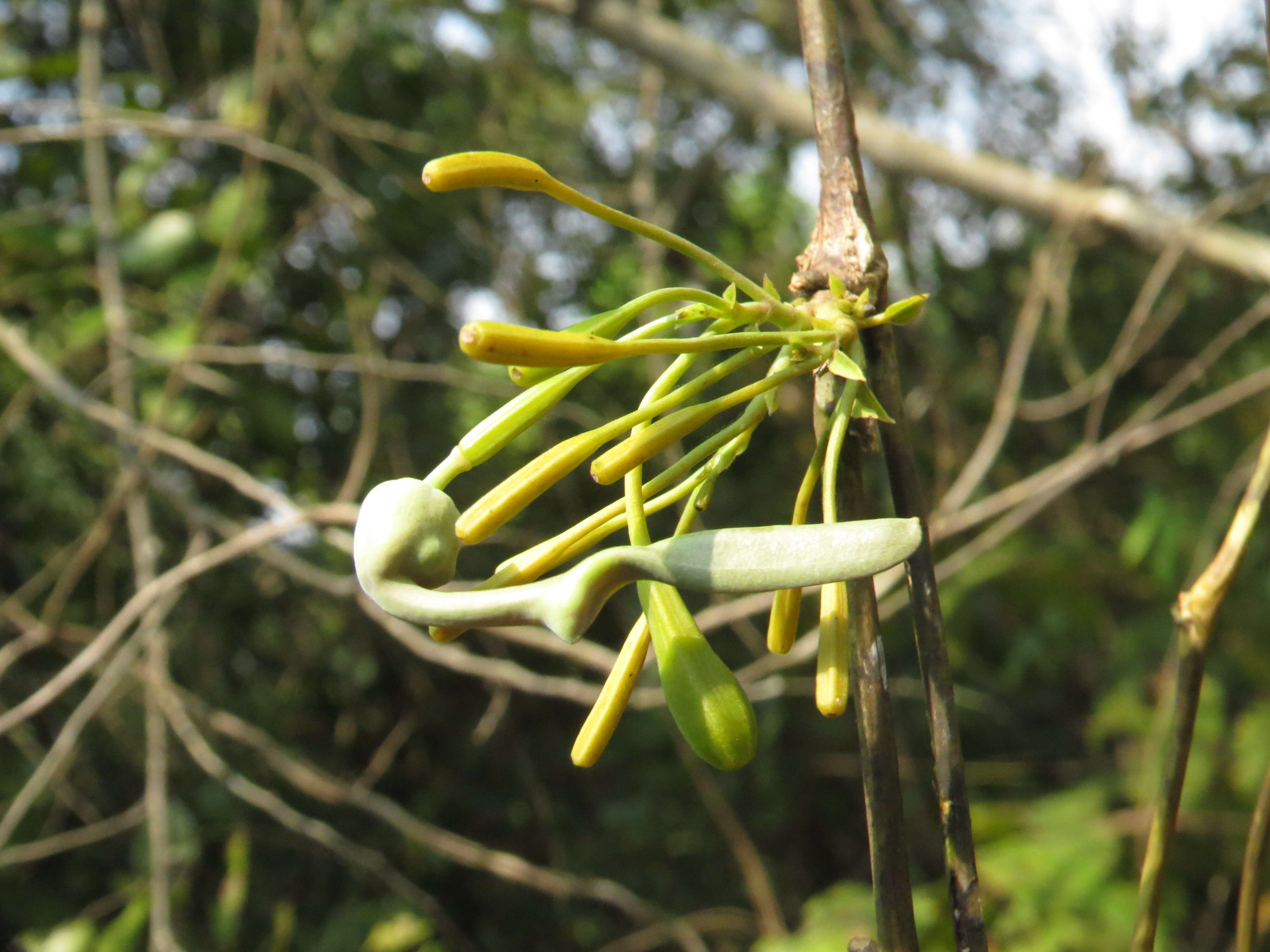 Image de Aristolochia indica L.