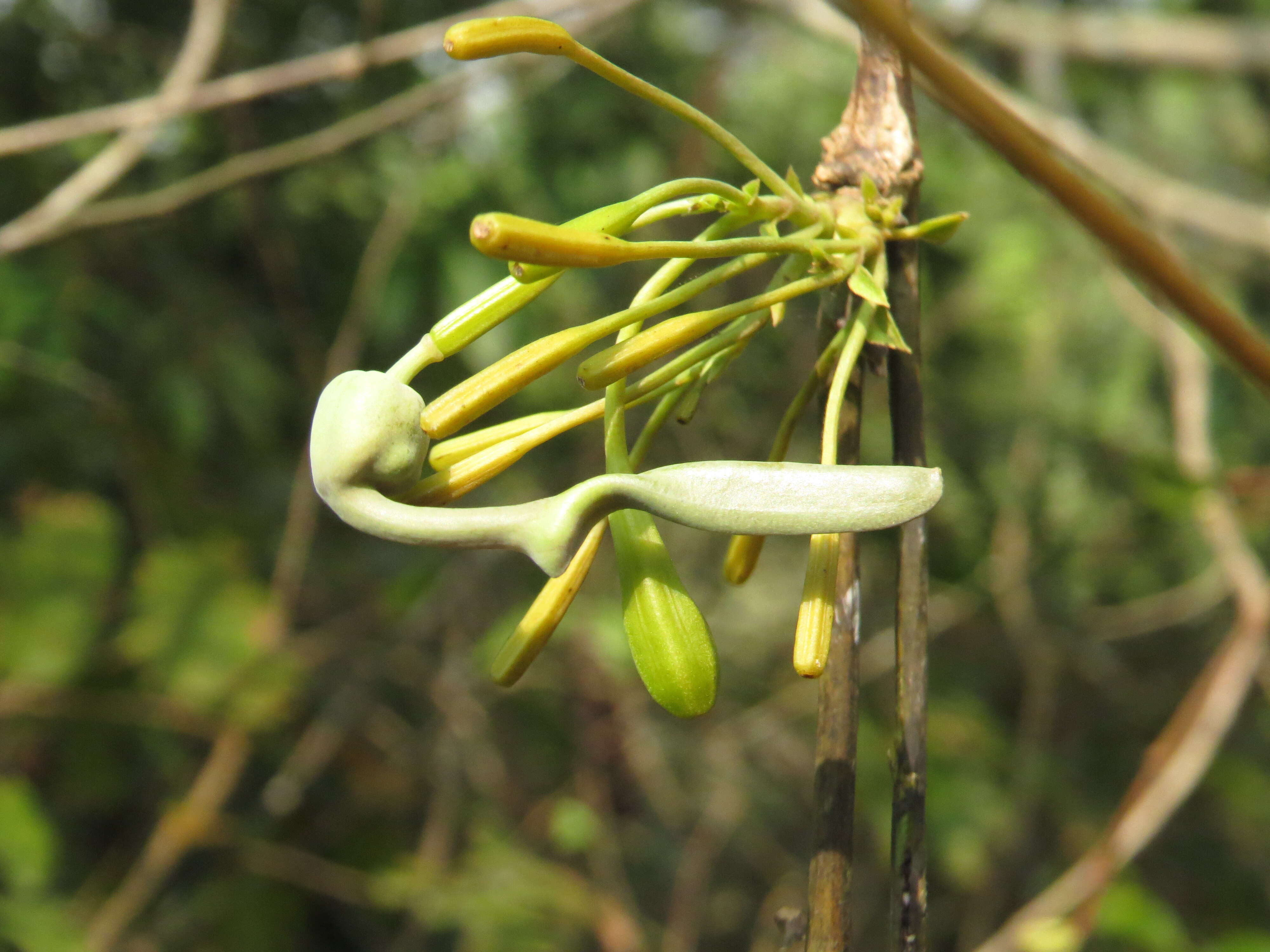 Image de Aristolochia indica L.