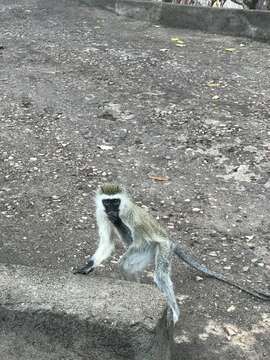 Image of Reddish-green Vervet Monkey