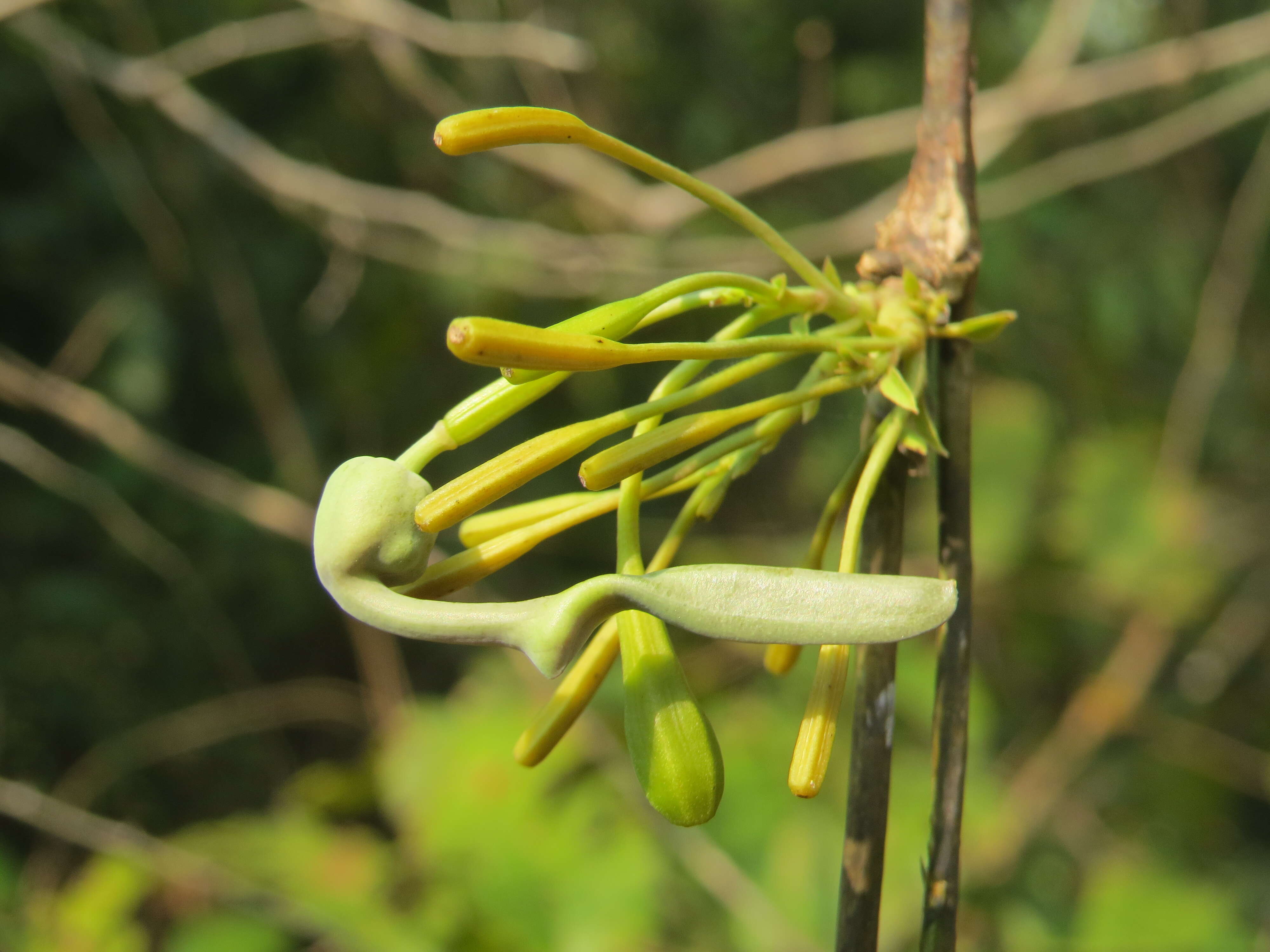 Image de Aristolochia indica L.