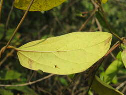 Image de Aristolochia indica L.