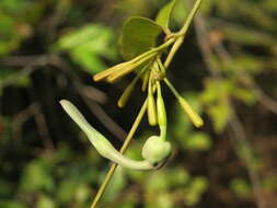 Image de Aristolochia indica L.