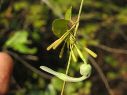 Image de Aristolochia indica L.