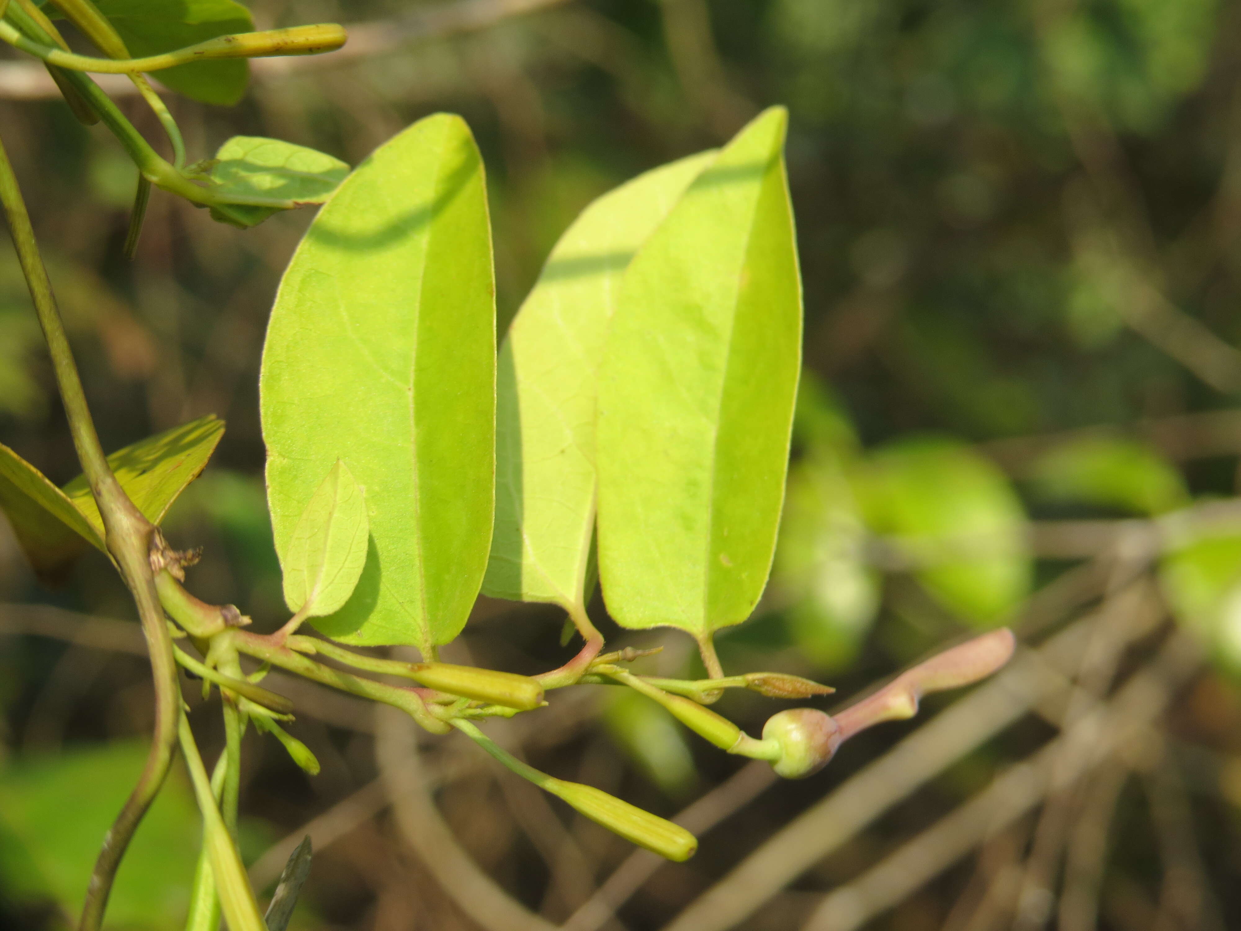 Image de Aristolochia indica L.