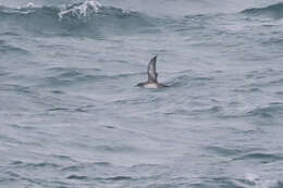 Image of Balearic Shearwater