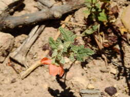 Image of Sphaeralcea miniata (Cav.) Spach