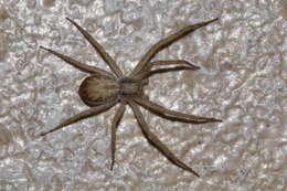 صورة Philodromus dispar Walckenaer 1826