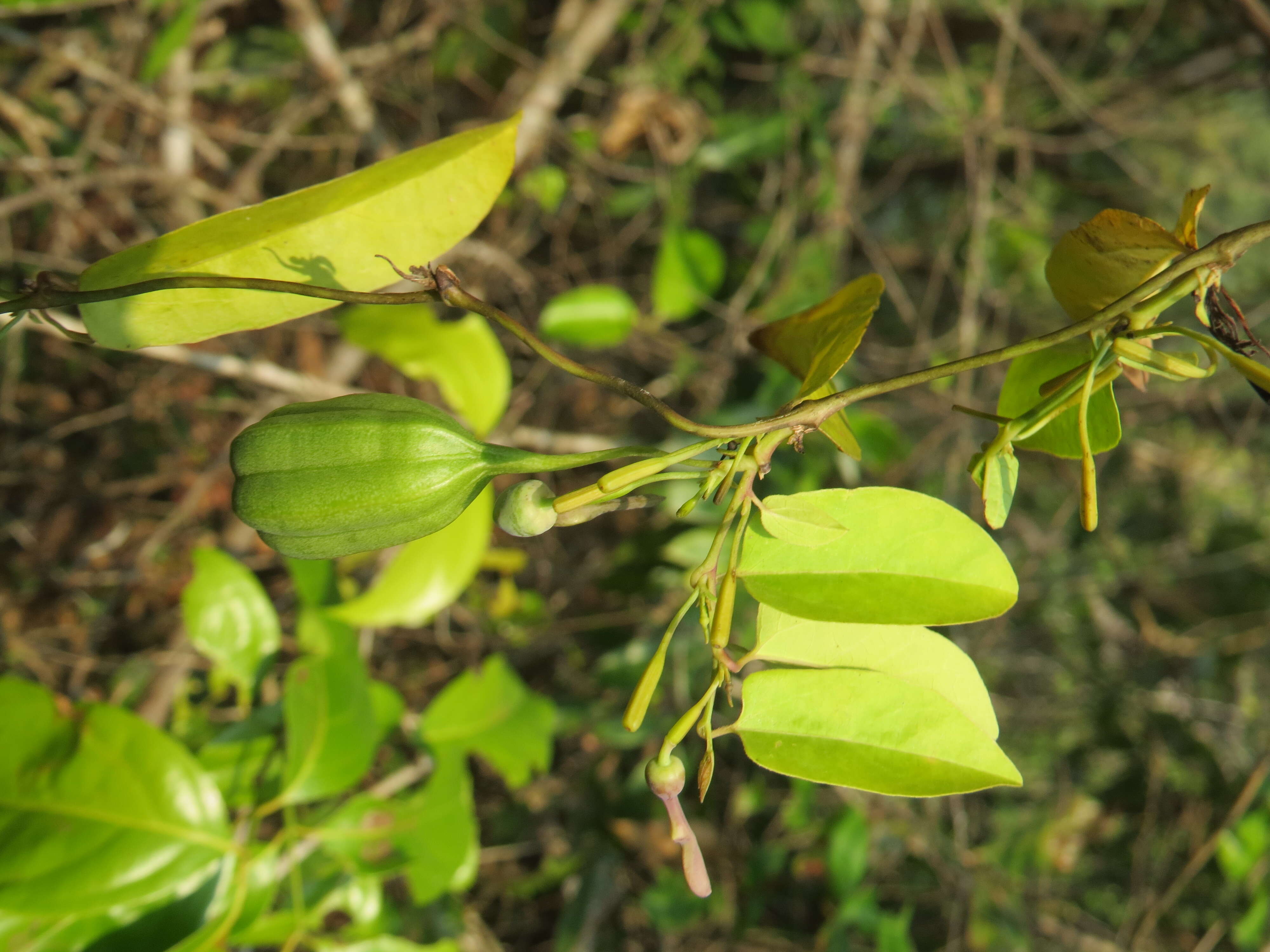 Image de Aristolochia indica L.