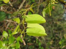 Image de Aristolochia indica L.