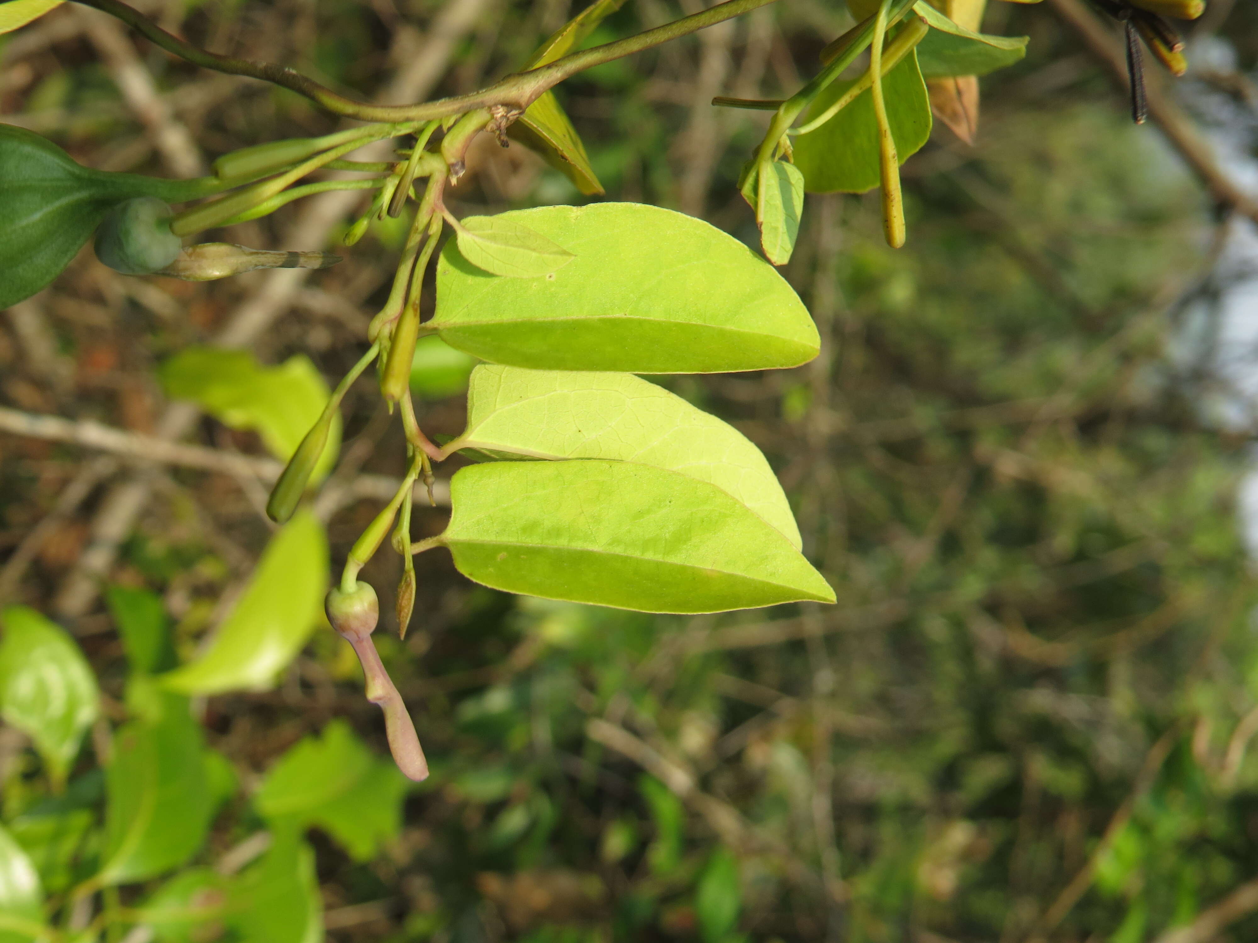 Image de Aristolochia indica L.