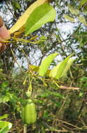 Image of Aristolochia indica L.