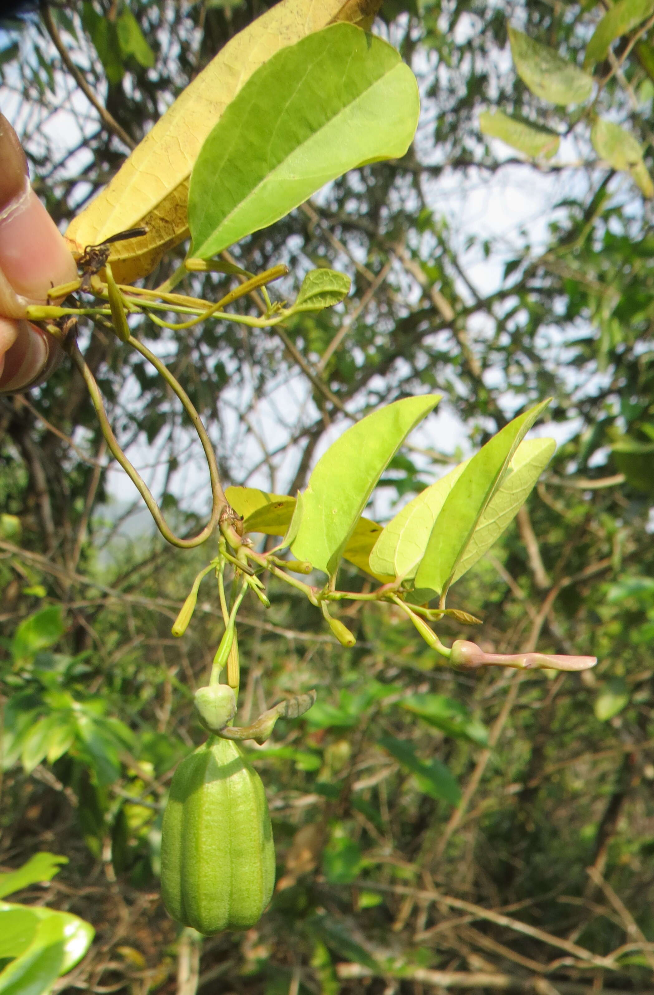 Image of Aristolochia indica L.