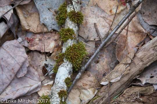 Image of <i>Ulota crispula</i>