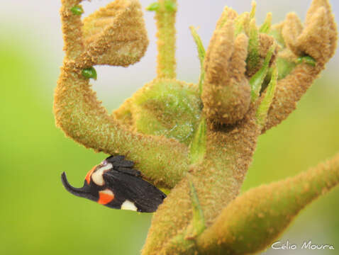 Image of Enchophyllum quinquemaculata Fairmaire