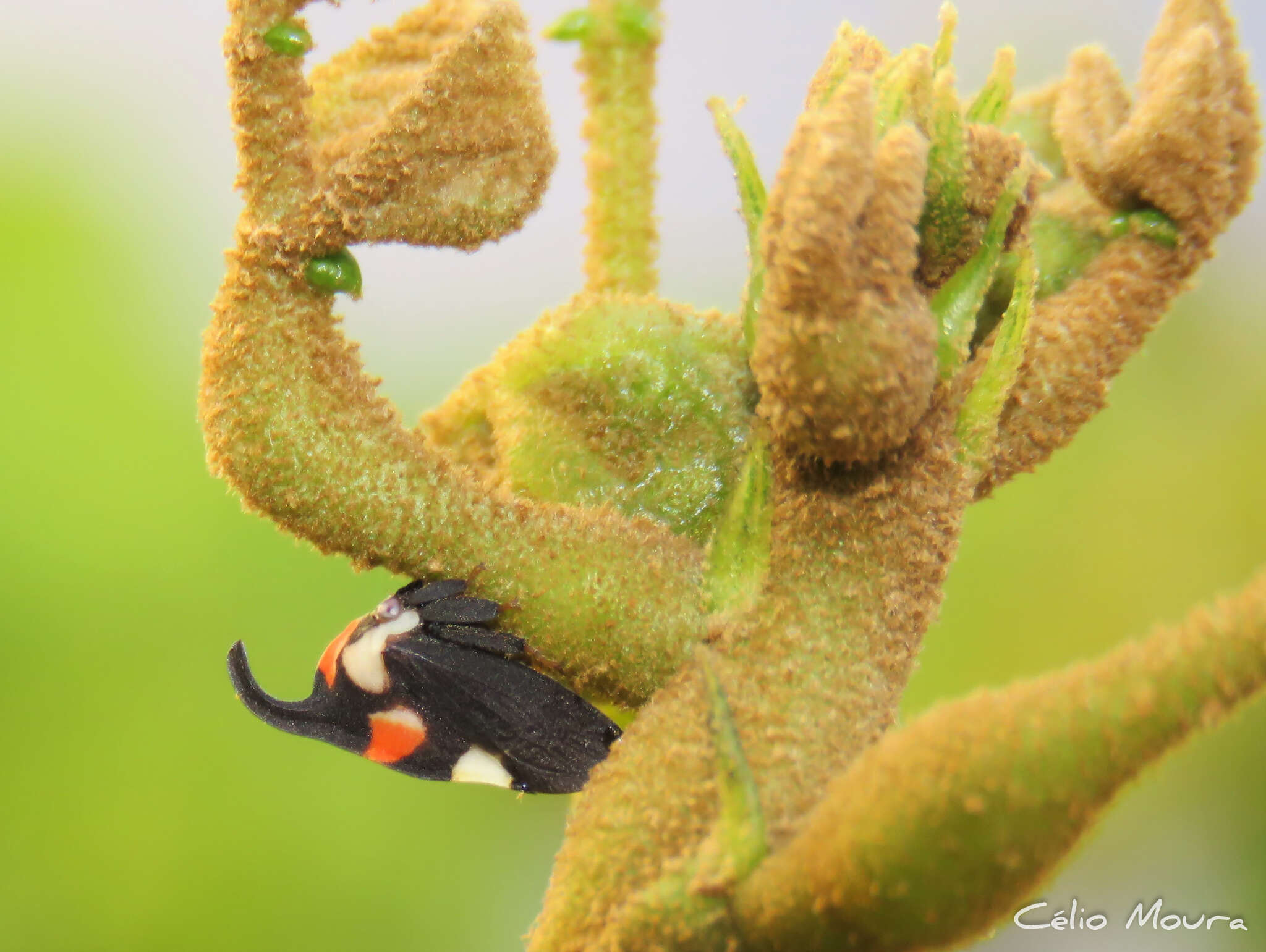 Imagem de Enchophyllum quinquemaculata Fairmaire