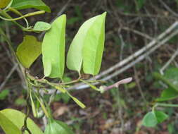 Image de Aristolochia indica L.