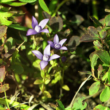 Image of eared dwarf gentian