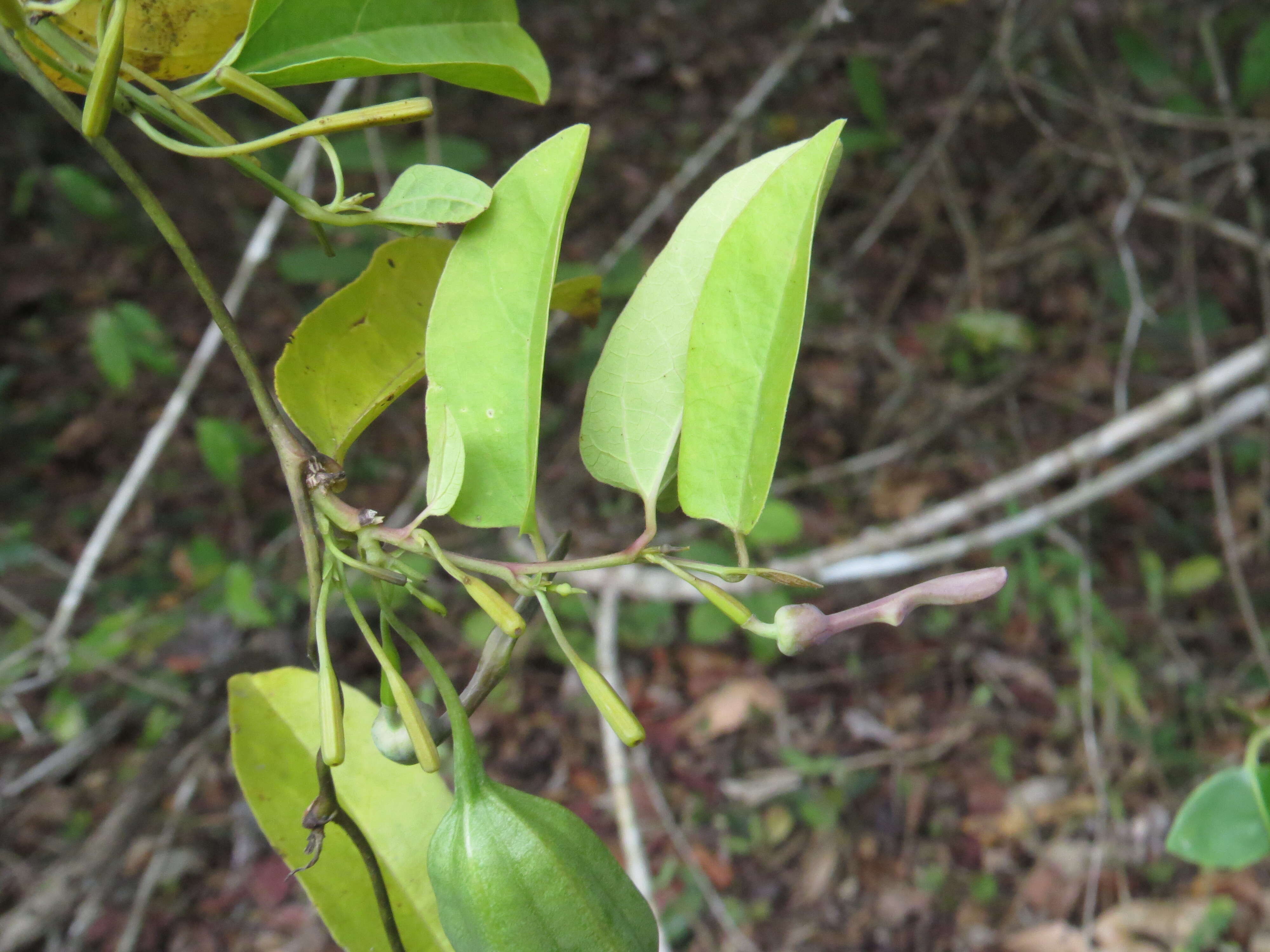 Image de Aristolochia indica L.