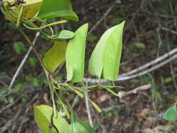 Image de Aristolochia indica L.