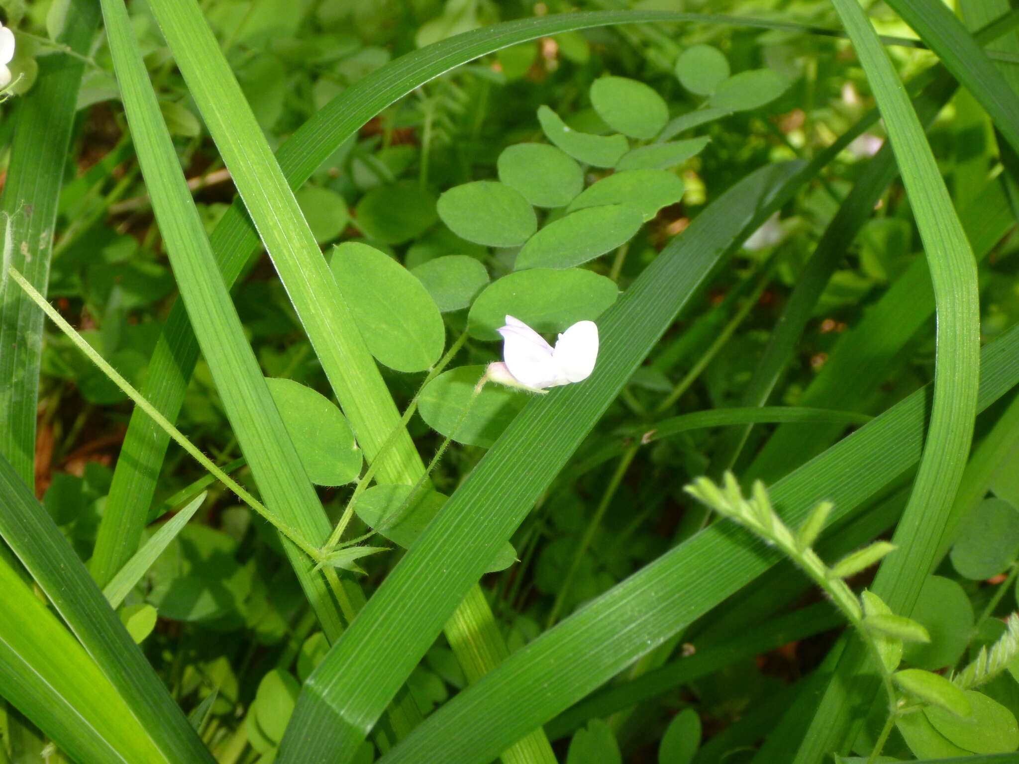 Lathyrus torreyi A. Gray resmi