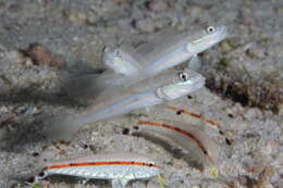 Image of Ladder goby