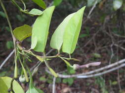 Image de Aristolochia indica L.