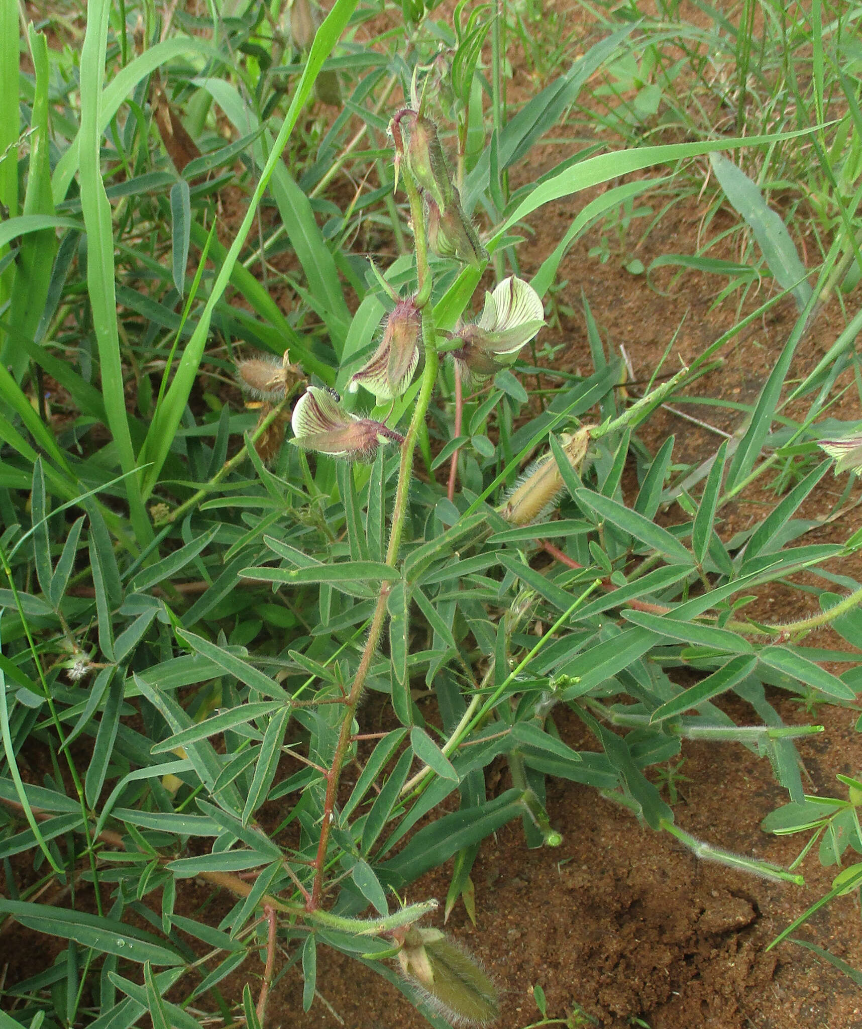 Image of Crotalaria burkeana Benth.