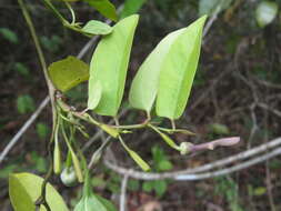 Image de Aristolochia indica L.