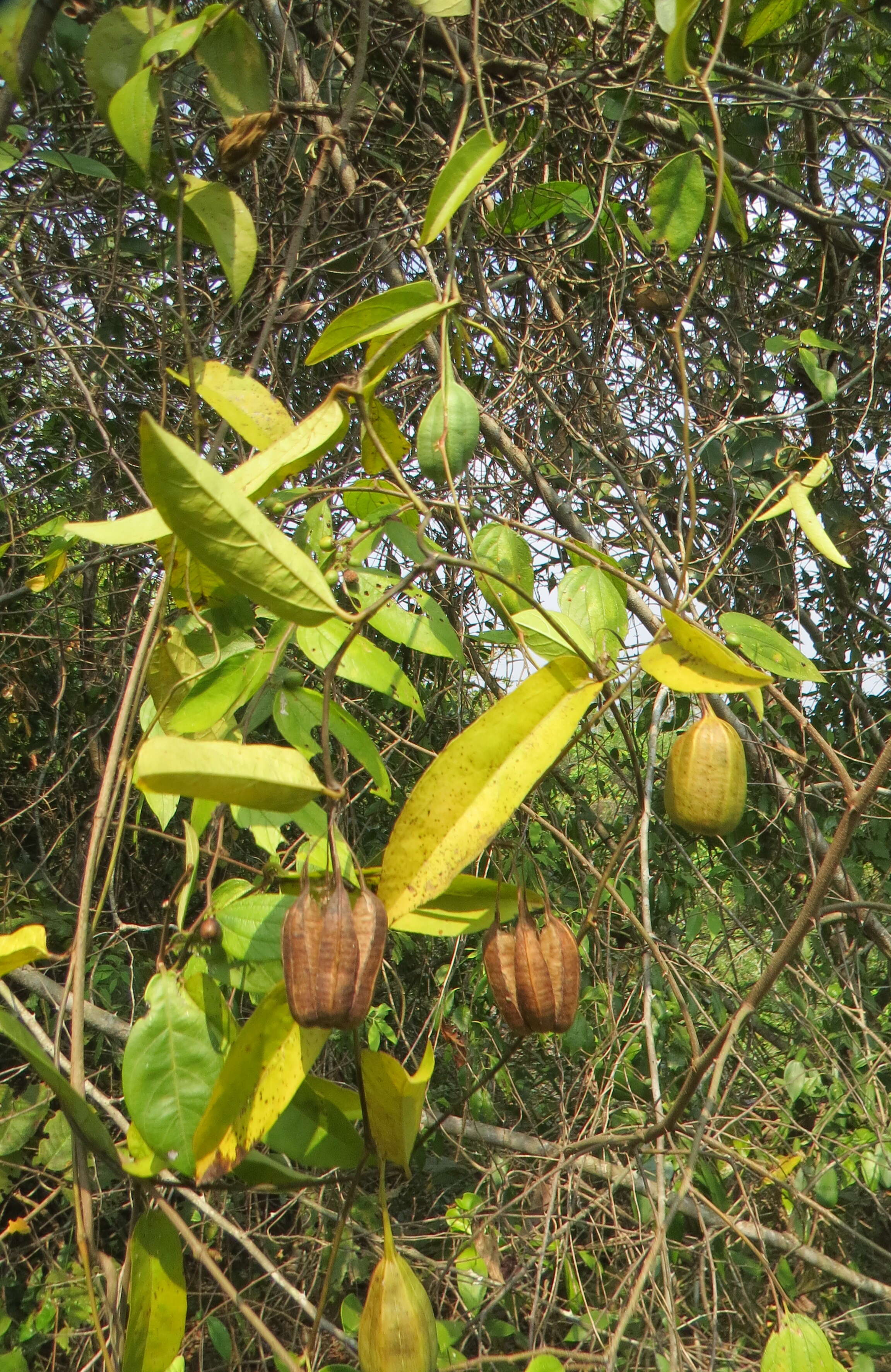 Image of Aristolochia indica L.