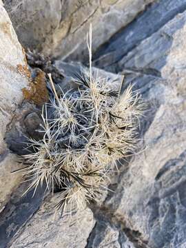 Image of Mojave Sandwort